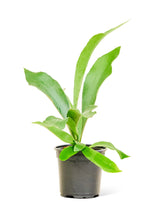 Load image into Gallery viewer, Staghorn Fern, Small