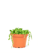 Load image into Gallery viewer, String of Pearls, Small