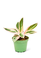 Load image into Gallery viewer, Stromanthe &#39;Triostar&#39;, Small