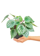 Load image into Gallery viewer, Watermelon Peperomia, Medium