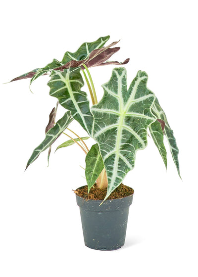 Alocasia 'Polly', Small - Critique Clothing - 