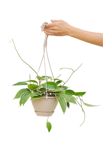 Hoya 'Macrophylla', Medium - Critique Clothing - 