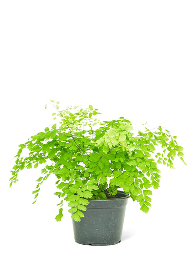 Maidenhair Fern, Medium - Critique Clothing - 