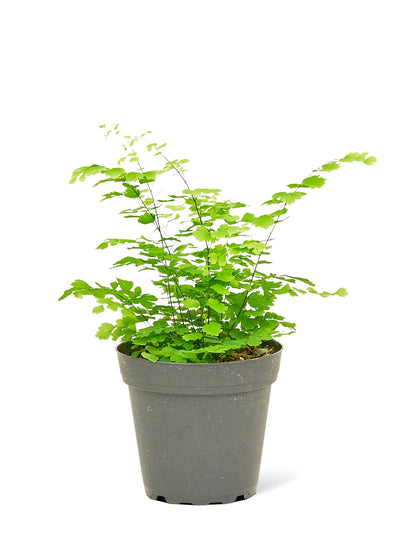 Maidenhair Fern, Small - Critique Clothing - 