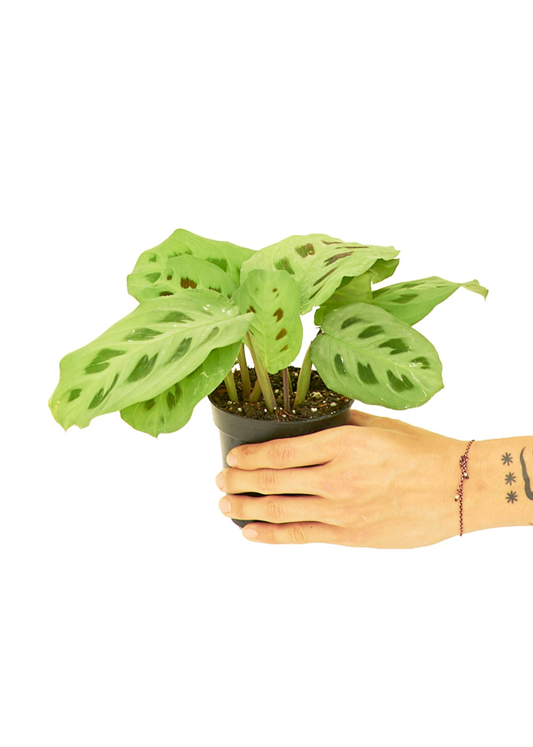 Prayer Plant 'Beauty Kim', Small - Critique Clothing - 