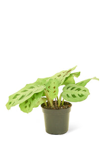 Prayer Plant 'Beauty Kim', Small - Critique Clothing - 