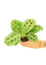 Load image into Gallery viewer, Prayer Plant &#39;Beauty Kim&#39;, Small - Critique Clothing - 
